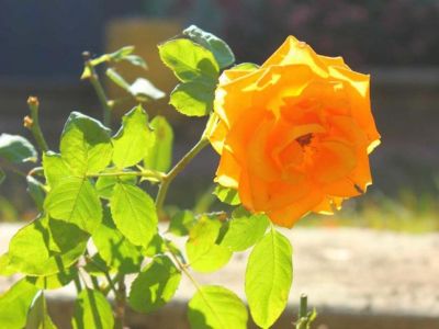 � ������� ����� ������� �������� ����� ���������� ����� ������� ������ ��� (����)