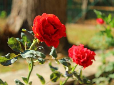 � ������� ����� ������� �������� ����� ���������� ����� ������� ������ ��� (����)