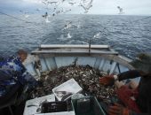 В Крыму началась путина хамсы