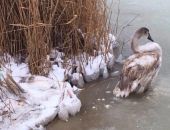 В Крыму на озере Сасык-Сиваш под Евпаторией от холода погибают лебеди (фото, видео)