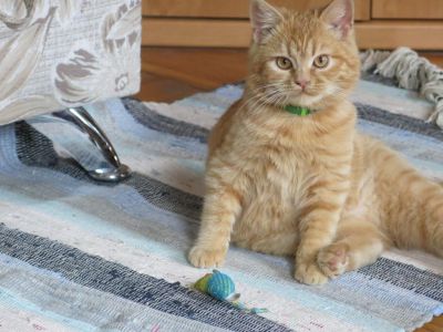 � ������ ������� ���������� ���� ����