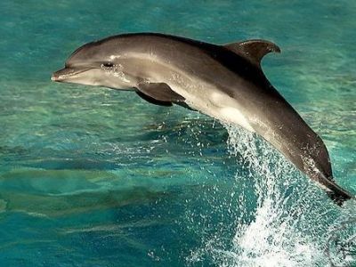 � ����� ���������� ������ ������ ��� ������ �� �������� ���������