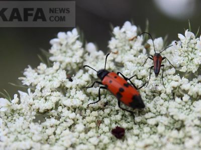 �������� �� ����-���: �� ����� ������ �� ���������