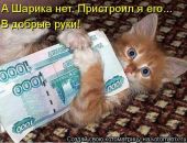 В Симферополе вор-рецидивист ограбил зоомагазин с помощью кошки