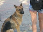 В Феодосии сегодня прошла праздничная выставка собак всех пород