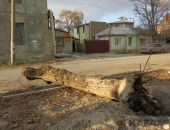 В Феодосии продолжат сносить деревья-«угрозы»