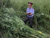 В Крыму депутат получил уголовное дело за выращивание конопли