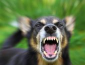 В столице Крыма с сегодняшнего дня введён карантин из-за бешенства собаки