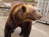Сбежавший из зоопарка медведь убил пенсионера под Воронежем