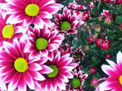 ������� � ��������� ������������ ���� �������� ��������� ���� ��������� (����) (�����)