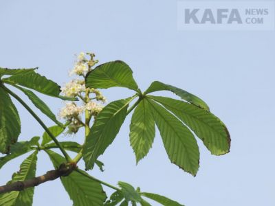 � ������� ����� ������ ����� ������� ������� � �������� ����� (����)
