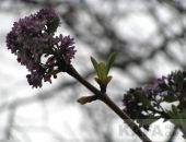 � �������� � ������ ������� ������� ������ (����)