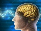 Учёные нашли в человеческом мозге сеть наподобие Wi-Fi