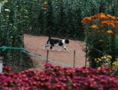 В Крыму стартовал конкурс на лучшее фото с кошками, живущими в Никитском ботсаду