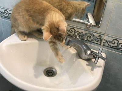 ���������� ���: ������ ���������