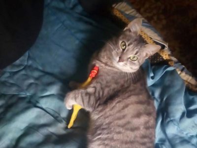 ���������� ���: ������ ���������