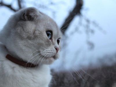 ���������� ���: ������ ���������