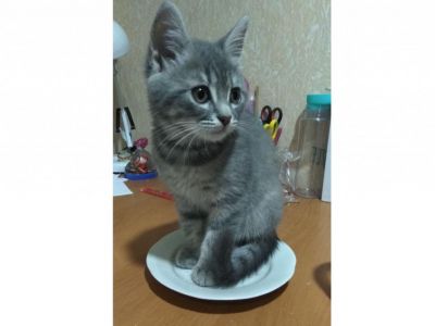 ����������� ���: ����� ��������