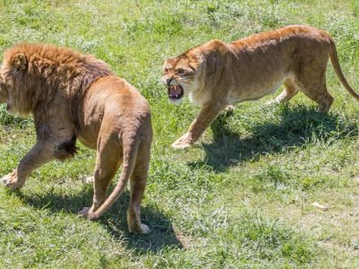 � ����� � ����� "������" ����� ��������� � �������