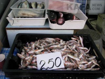 ���� �� ����� ��������
