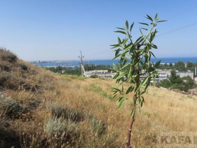 � �������� �������� ���������� ����� ���� � ��������