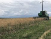В Крыму полицейские нашли два поля конопли и обязали владельцев уничтожить "урожай" (фото)