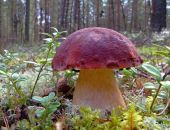 В монастыре Крыма грибами отравились 14 человек 