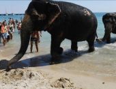 В Крыму цирковые слоны купаются в море