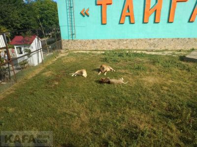 ���� ����� "������" � ��������