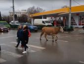 В центре крупнейшего города Крыма потерялась корова (видео)