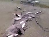 В восточном Крыму пограничники поймали браконьера (фото) (видео)