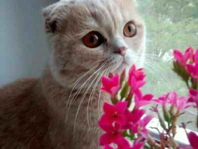 ������ ������� ������������ ���������� ����� � ������ ��������: ��������!  (������������)