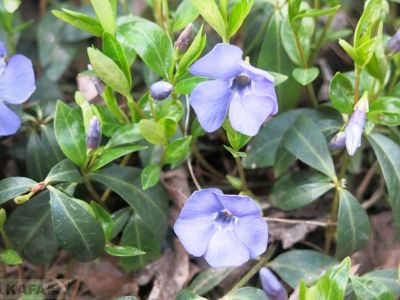 � �������� �������� ��������� �������, � ��� ����� ����...