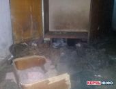 Крымчанку, державшую в квартире 30 собак, определили в психбольницу (фото)