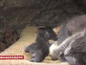 В Крыму кошка приютила четырёх бельчат (видео)