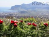 На горе Клементьева под Феодосией расцветают пионы
