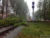 В Феодосии дерево упало на железнодорожные пути