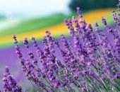 В Крыму за выращиванием эфиромасличных и других культур будут следить из космоса