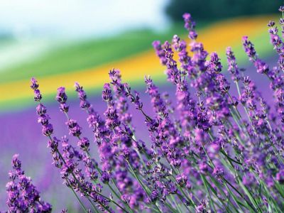 � ����� �� ������������ �������������� � ������ ������� ����� ������� �� �������