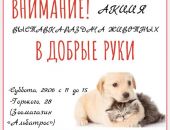 В Феодосии состоится выставка-отдача бездомных животных