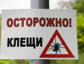 Каждый седьмой клещ Крыма способен заразить опасным заболеванием