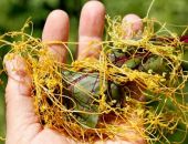 Паразиты захватывают поля Крыма