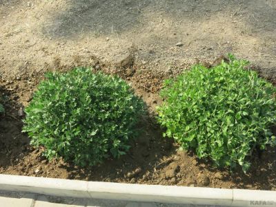 � �������� ������������� �������� ������