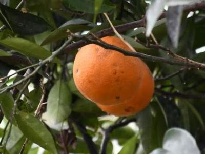 ������ � ���� ���������� ������� ���������