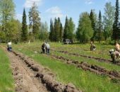 В Крыму хотят высадить более 200 га лесов до конца года