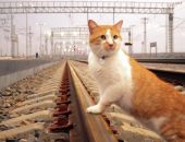 Кот Мостик пойдёт на повышение после открытия Крымского моста