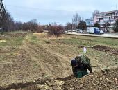 Новострой в Феодосии на газоне вдоль улицы Крымской