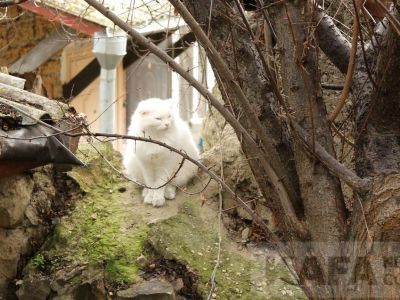 ������ ��������: ���������� ��������, ������� �������