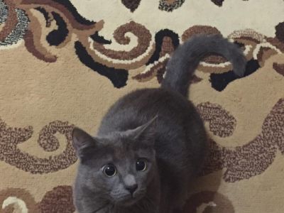 ������ ���� ������������ "���������� ���"