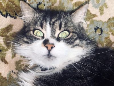 ������ ���� ������������ "���������� ���"